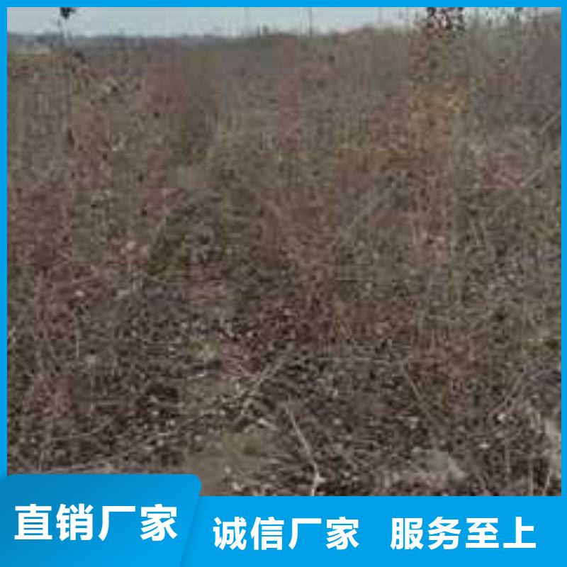 【杜梨玉露香梨树苗专业供货品质管控】