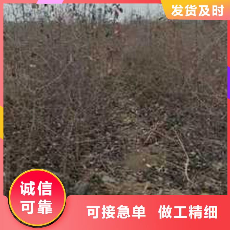 杜梨皇冠梨树苗规格型号全