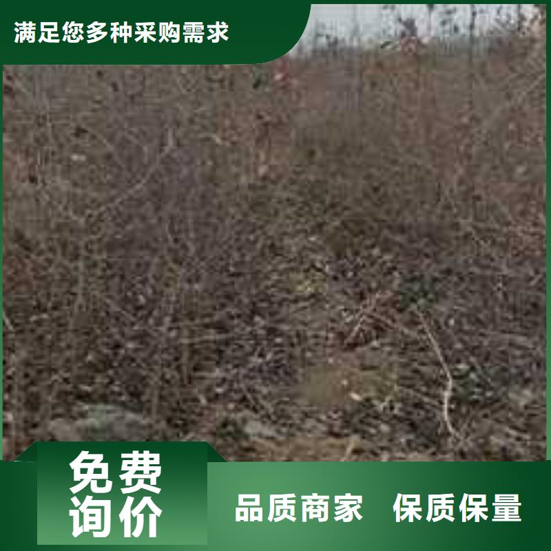 杜梨树苗批发基地