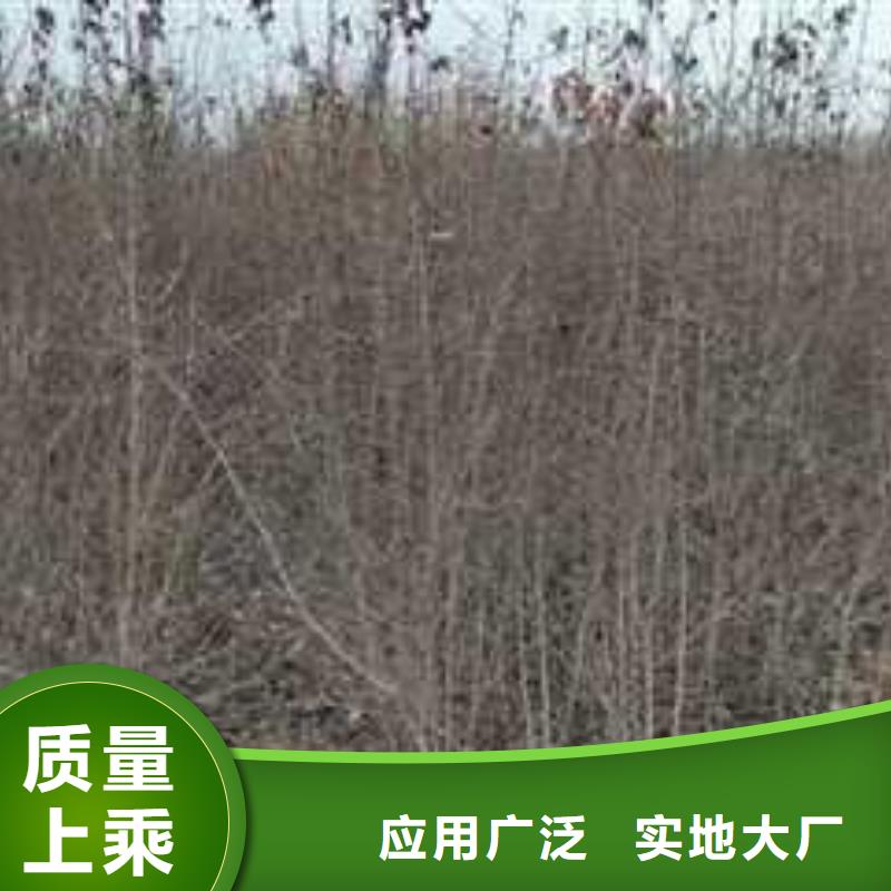 杜梨小苗批发价格