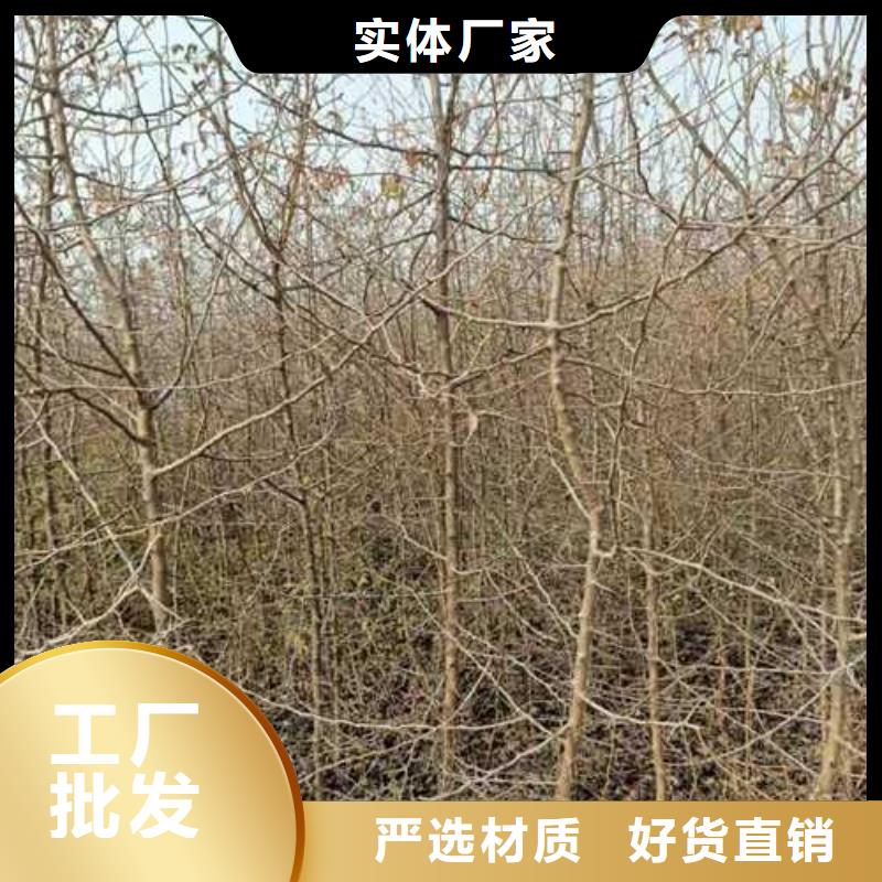 杜梨树苗批发