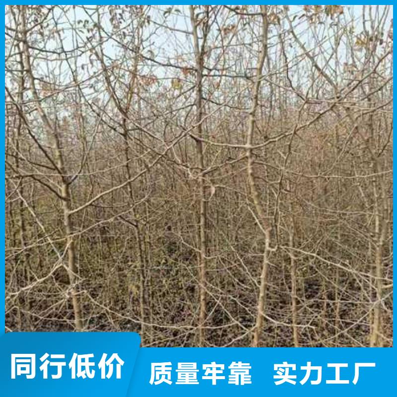 杜梨小苗种植基地