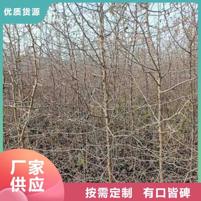 杜梨紅香酥梨樹苗多行業適用