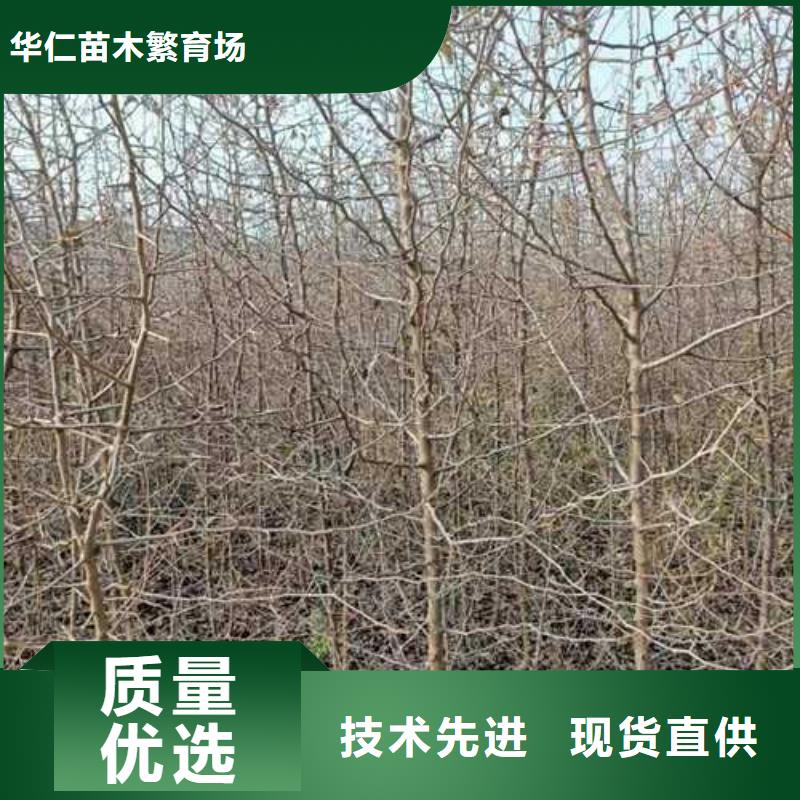 【杜梨_香酥梨树苗定制不额外收费】