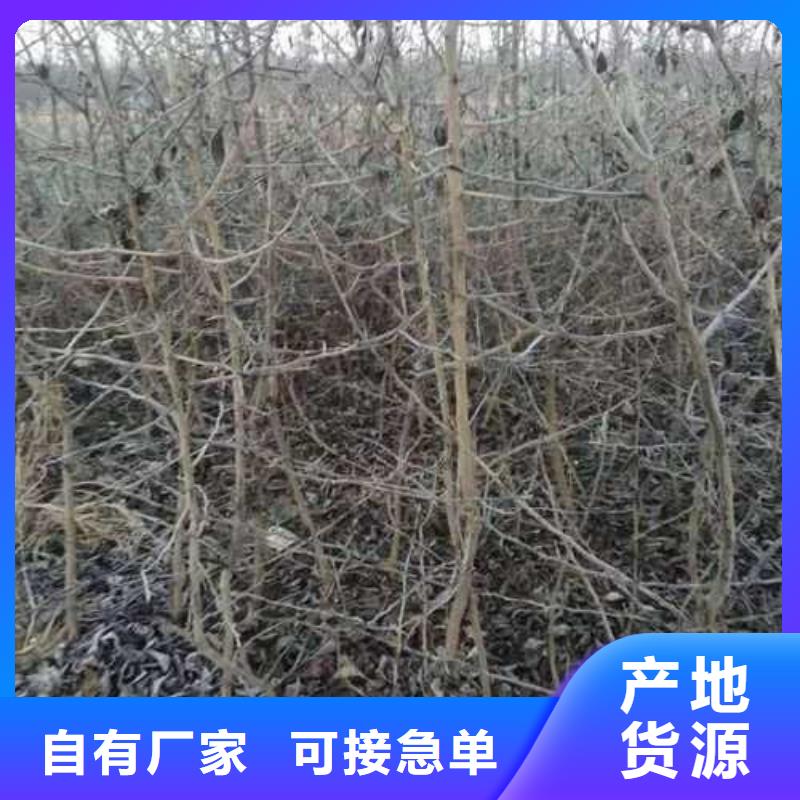 杜梨小苗病虫防治