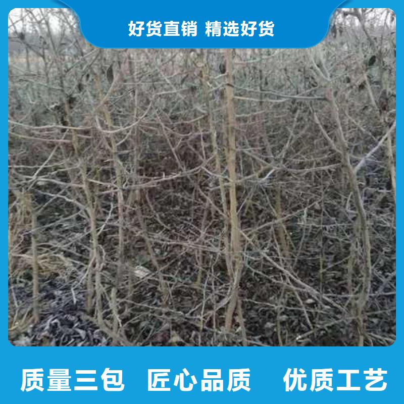 杜梨小苗哪里的品种纯