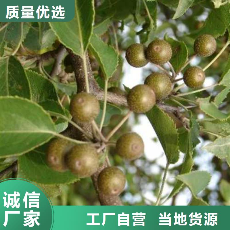 杜梨【十四号桃树苗】优选原材