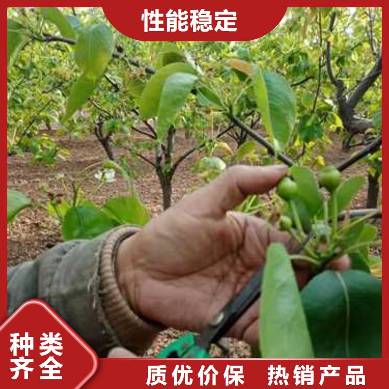 杜梨黄冠梨树苗优选厂家
