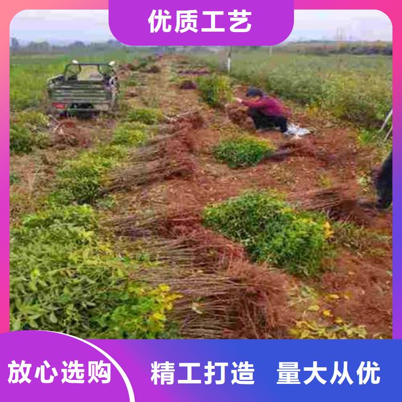 杜梨杜梨苗品牌企业