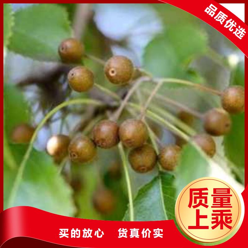 杜梨十四号桃树苗可接急单