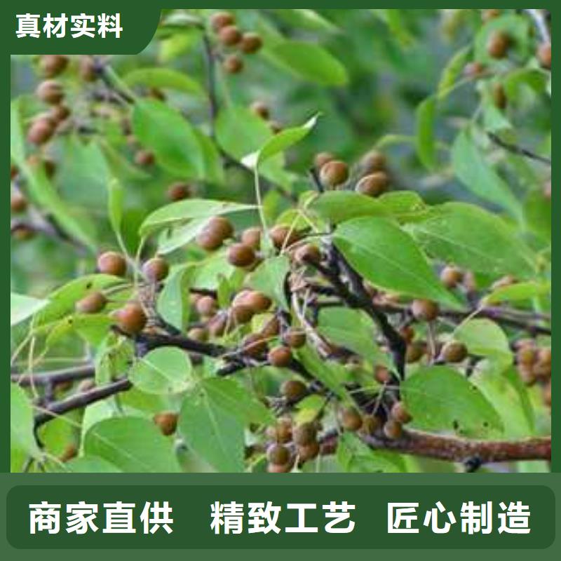 华仁海棠苗杜梨 【黄冠梨树苗】标准工艺