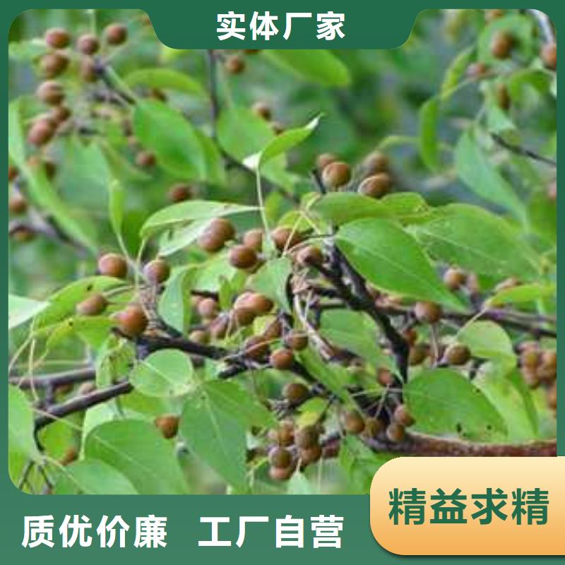 杜梨_【梨树苗基地】工厂直营-华仁苗木繁育场(莆田市分公司)