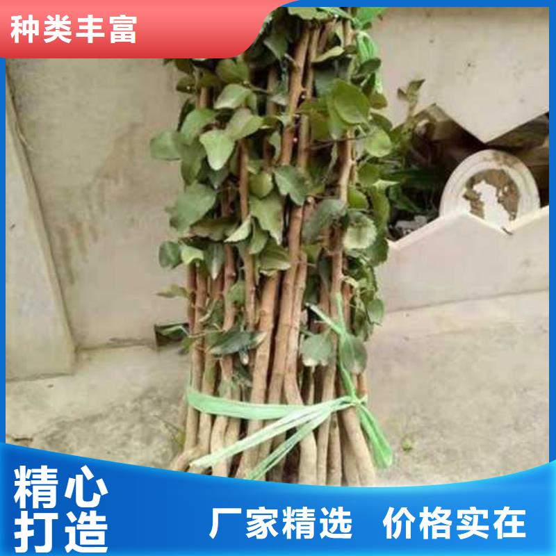 杜梨小苗种植基地