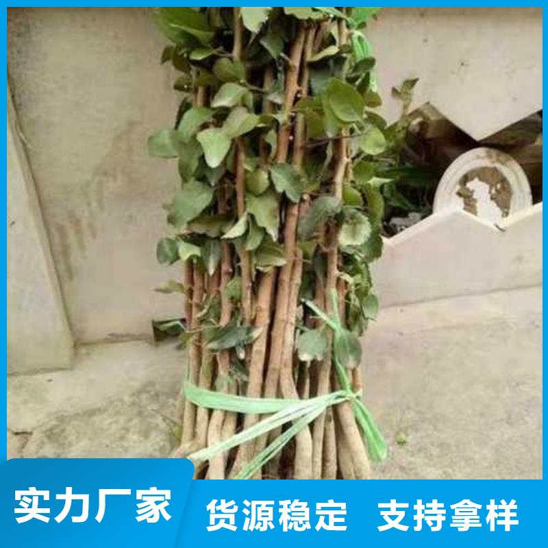 杜梨树苗品种介绍