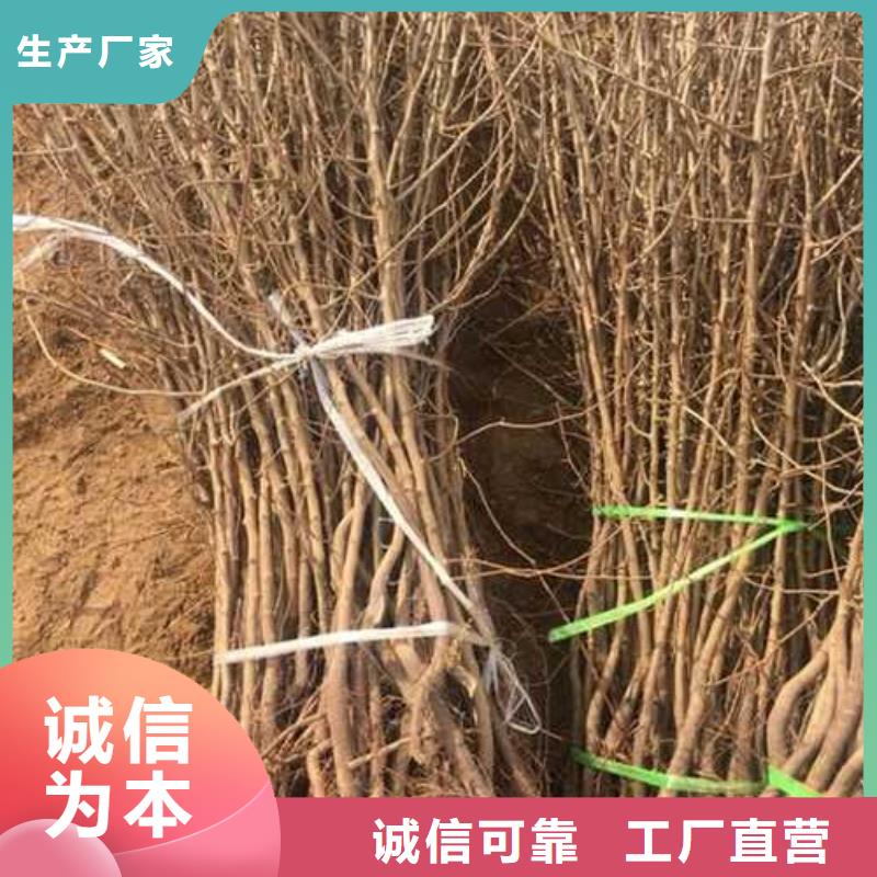 杜梨小苗种植基地