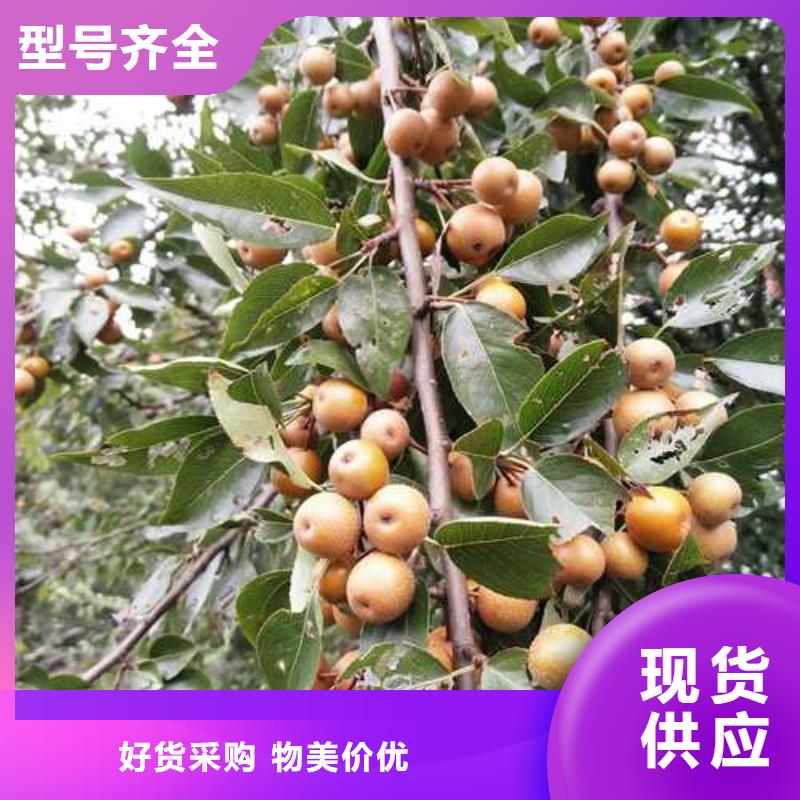 杜梨梨树苗优选厂家