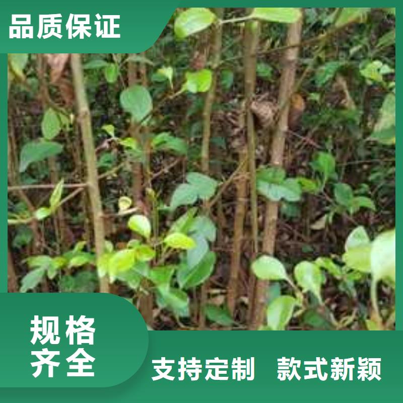 杜梨树苗种植方法及时间