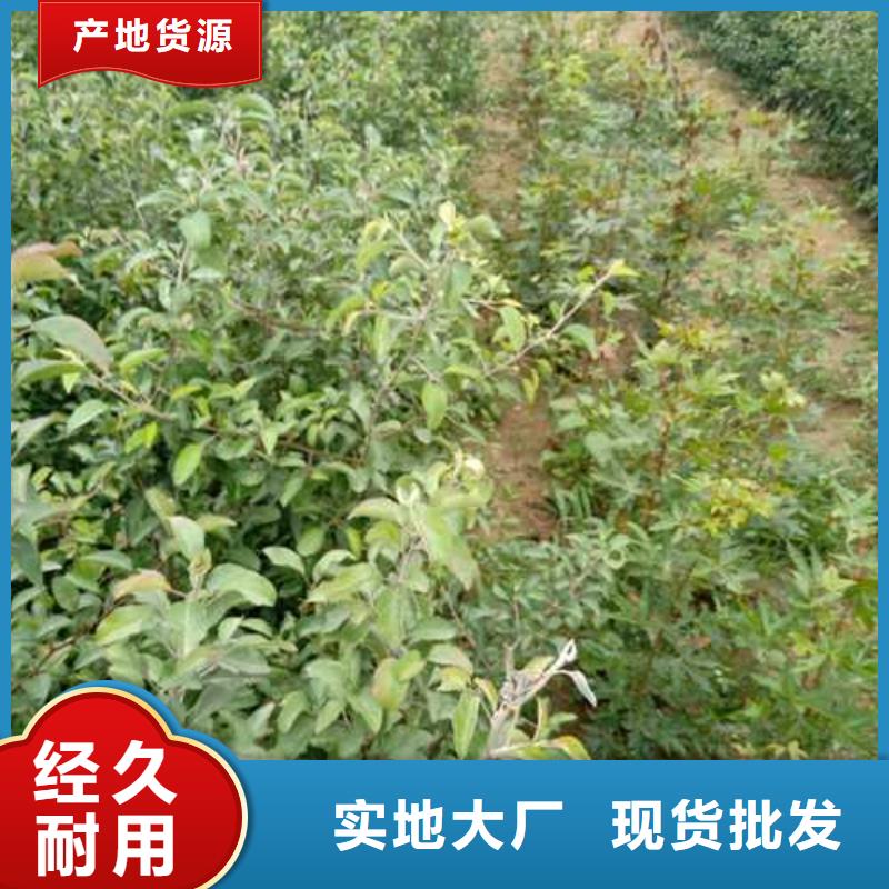 杜梨_梨树苗品质服务诚信为本