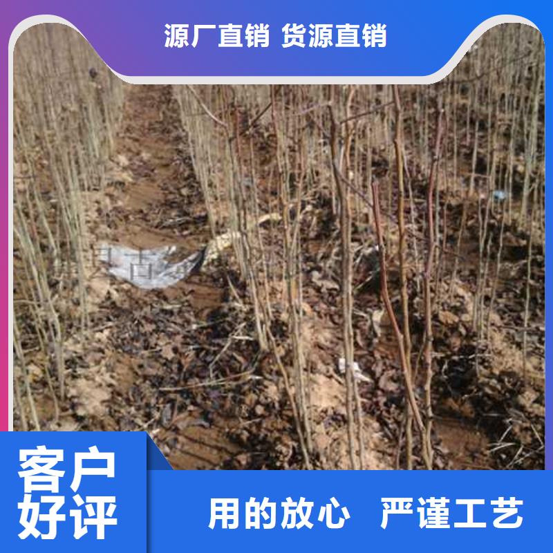 杜梨小苗种植基地