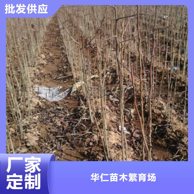 杜梨小苗种植方法