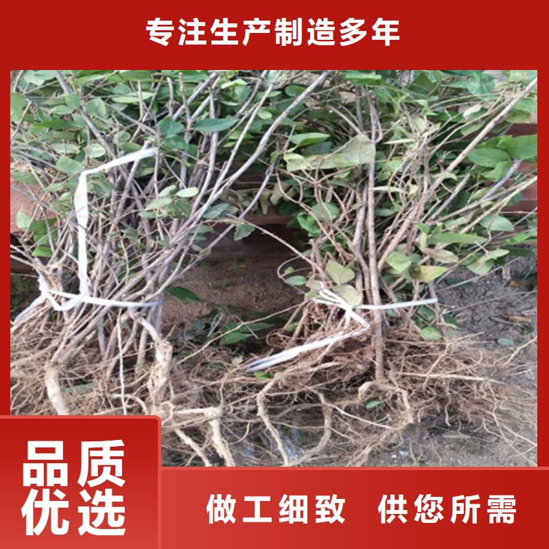 健身果苗多少錢一棵