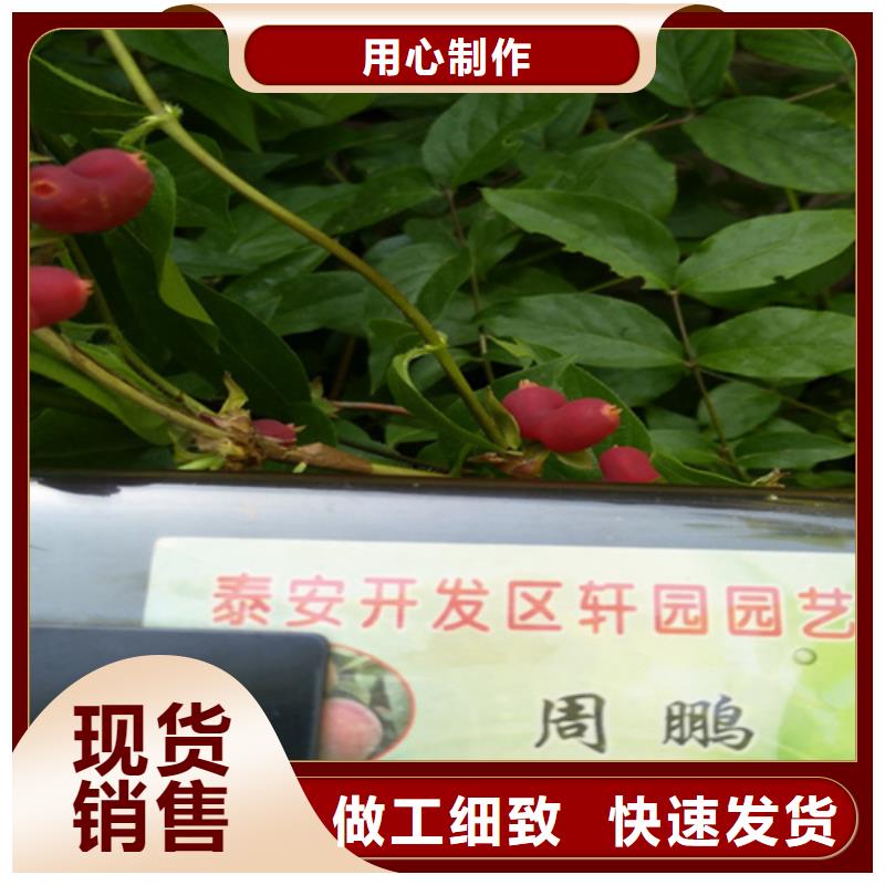 杈杷果李子苗一站式采购商家