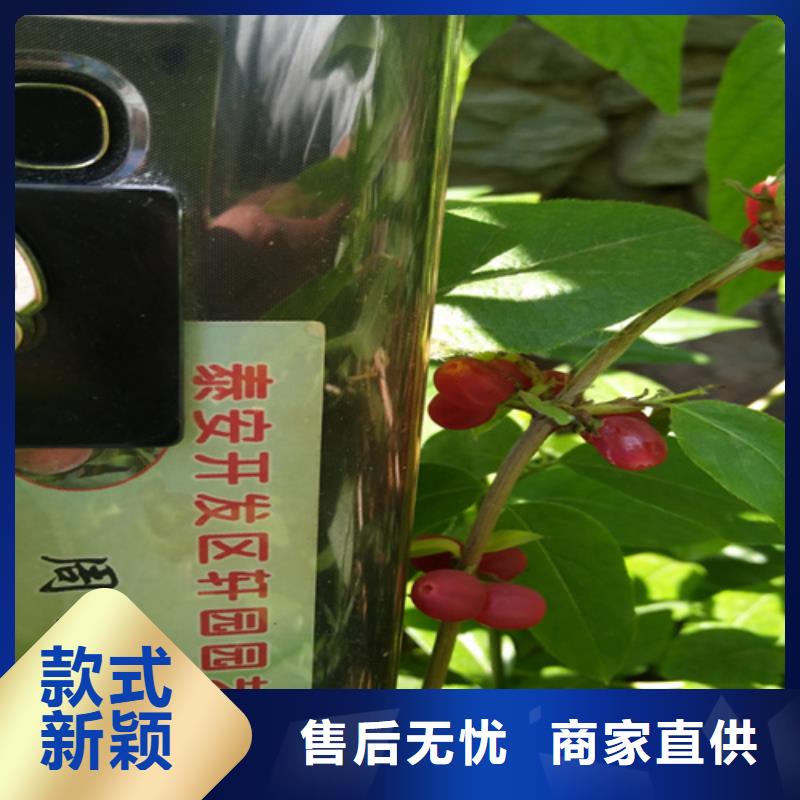 爱情果苗种植管理技术