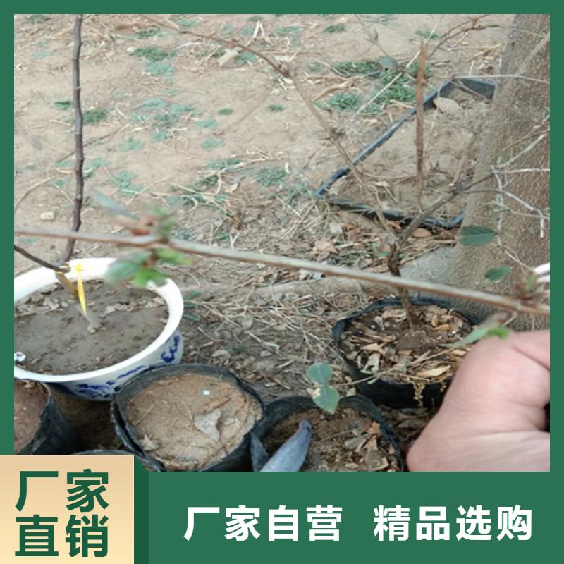 杈杷果玛瑙红石榴苗自主研发