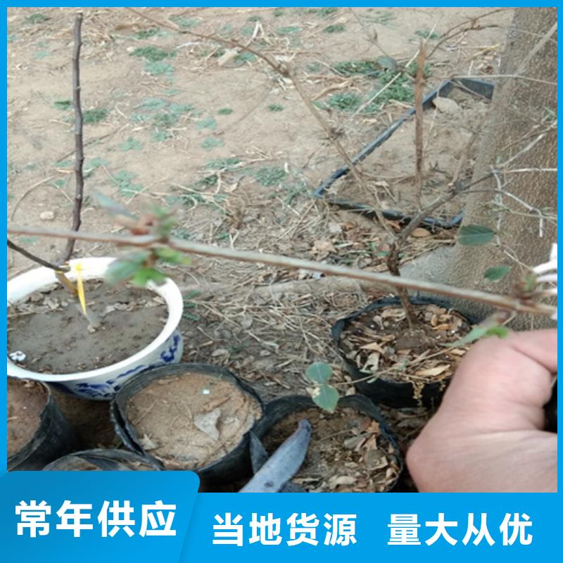 相思果苗种植技术