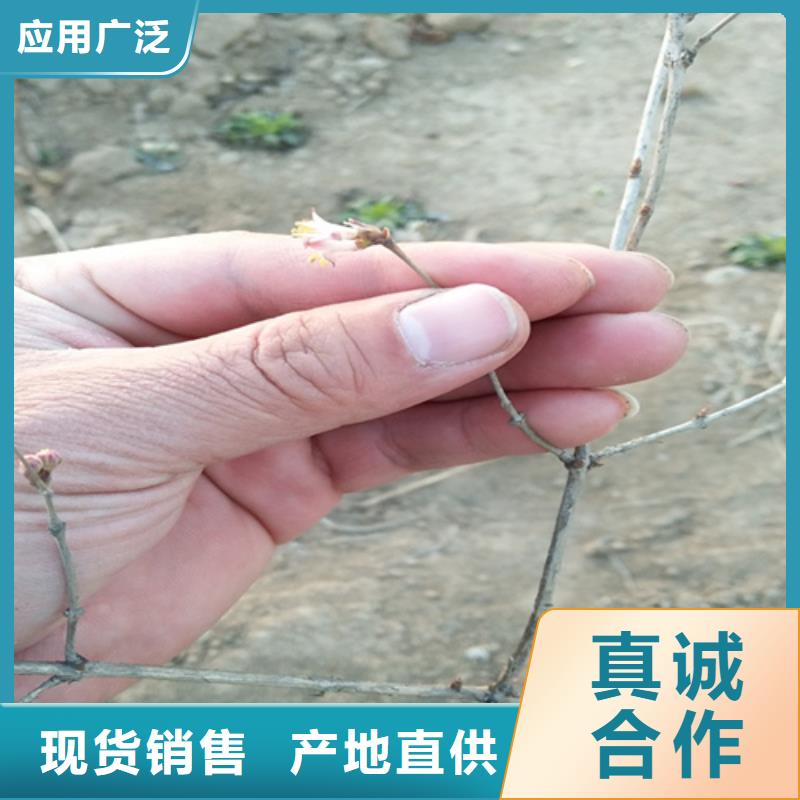 健身果苗多少錢一棵