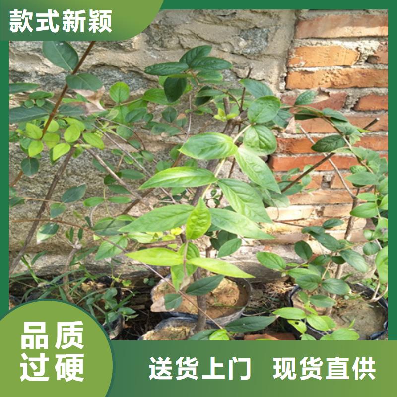轩园梨树苗【杈杷果】 樱桃苗使用方法qy55.com