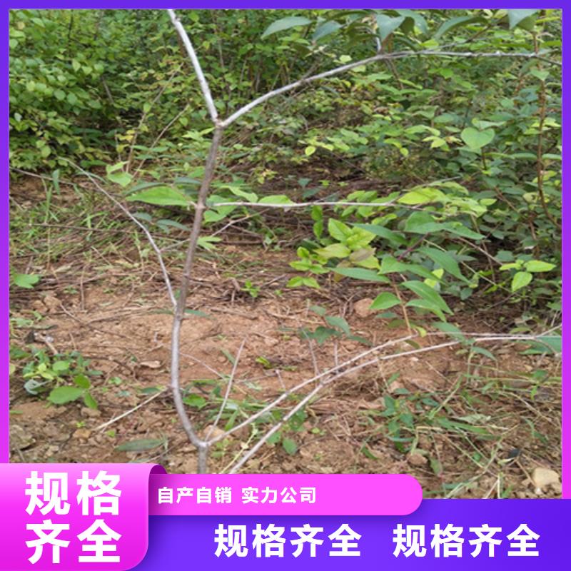 杈杷果苗嫁接方法及时间