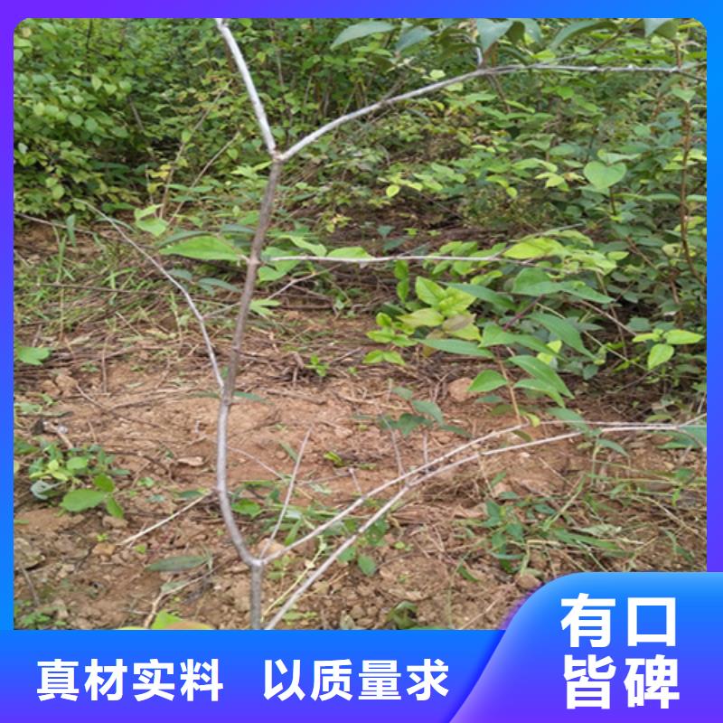 杈杷果苗規格