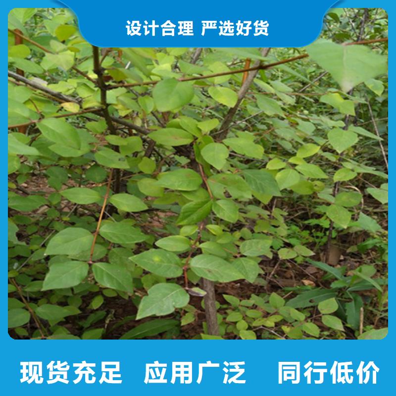 梨树苗-视频-梨树苗_内蒙古乌海市市场覆盖乌兰察布|呼伦贝尔|阿拉善|赤峰等