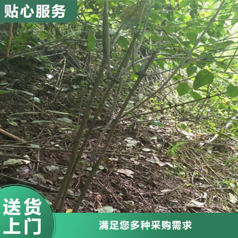 杈杷果李子苗一站式采购商家