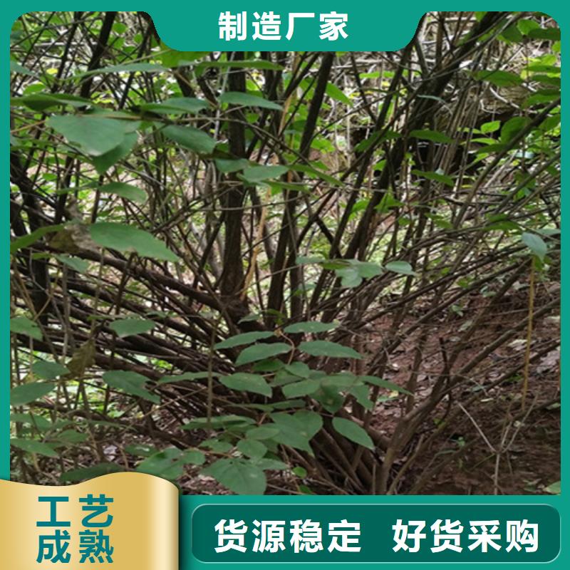 相思果苗种植技术