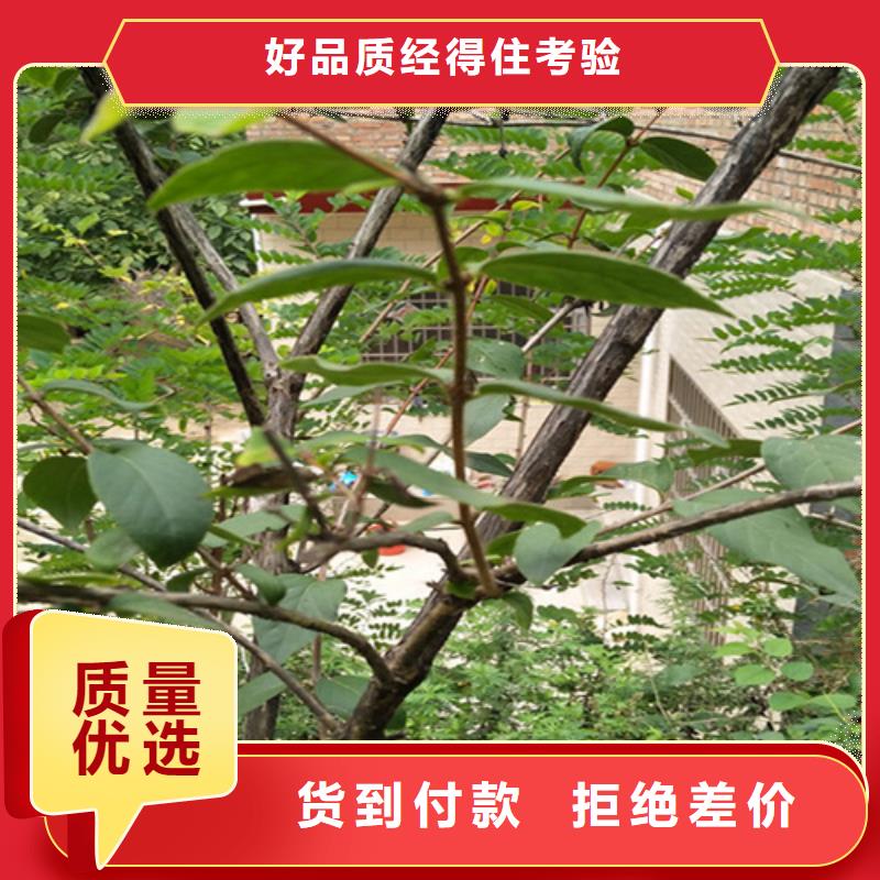 杈杷果苗根系发达