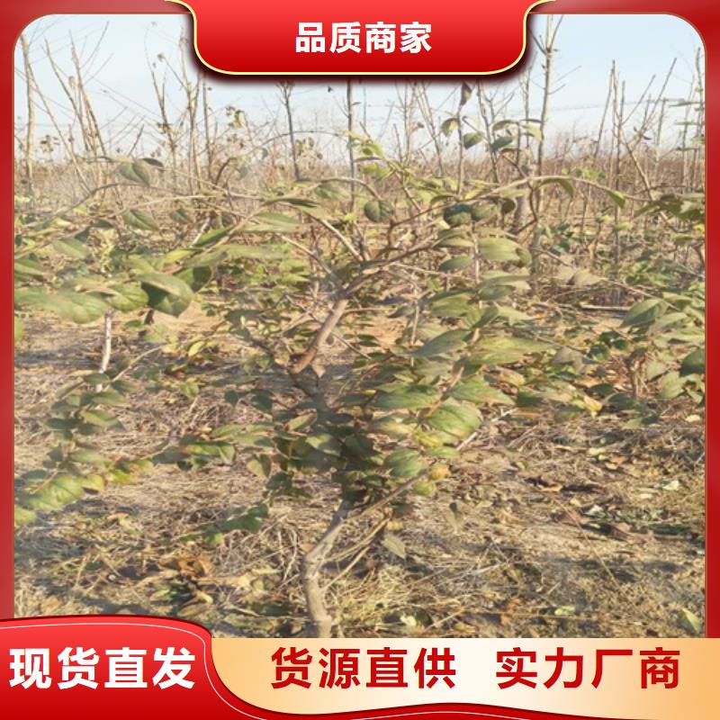 杈杷果多少錢一棵