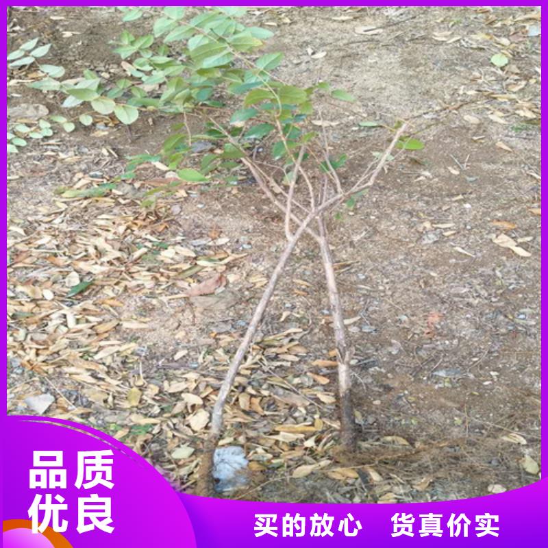 鸳鸯果苗量多优惠