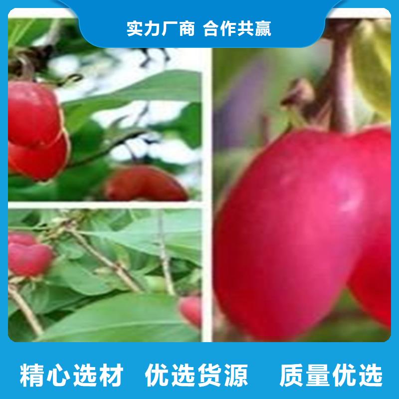 杈杷果梨树苗制造生产销售