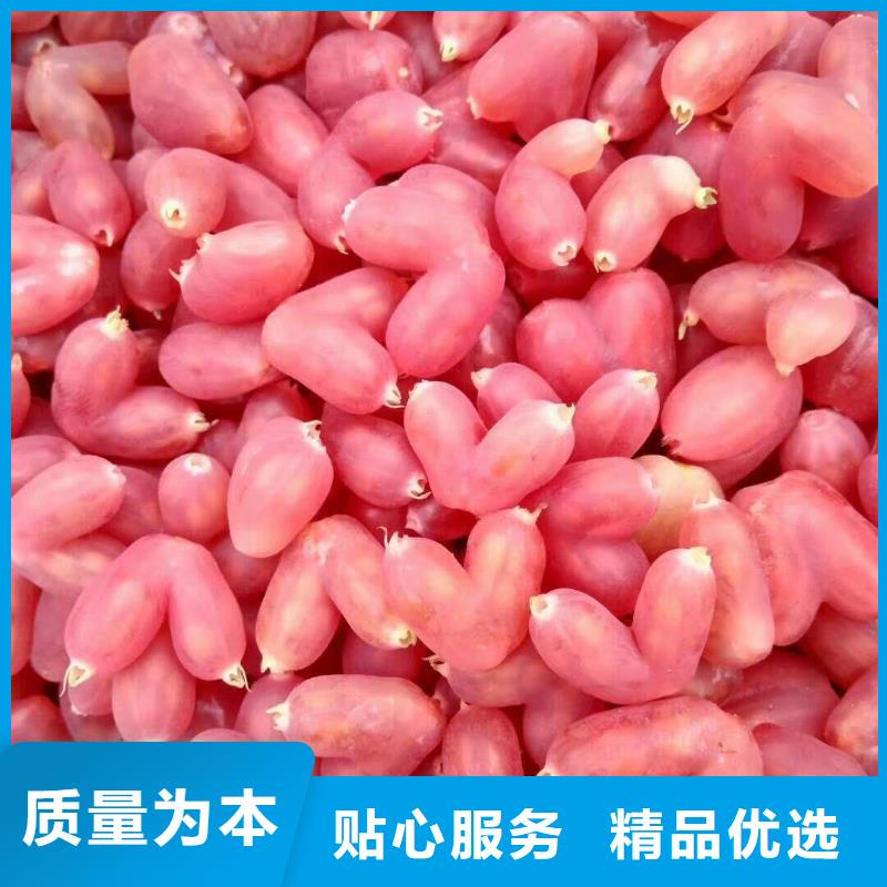 爱情果树苗价格