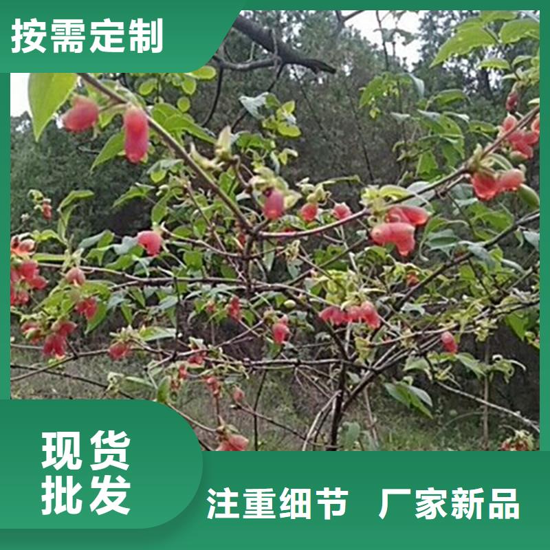 杈杷果玛瑙红石榴苗自主研发