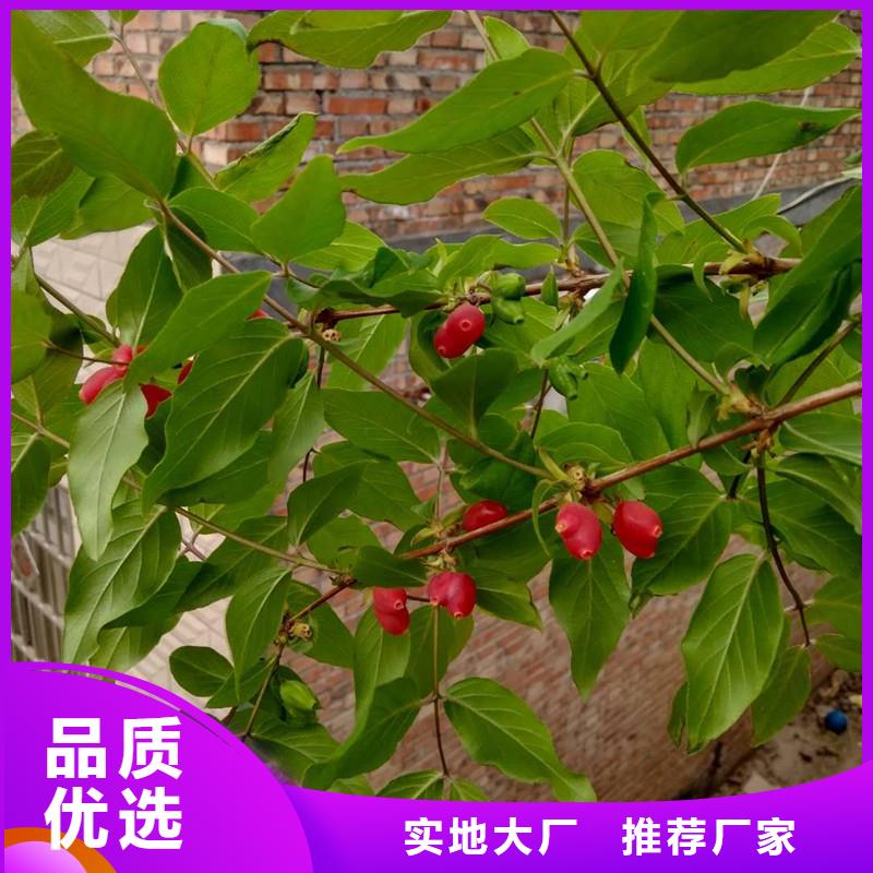 杈杷果樱桃苗免费获取报价