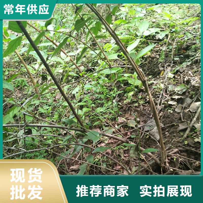 梨树苗-视频-梨树苗-四川省巴中市此地制造商-南江|巴州|广安|乐山|南充|眉山|泸州