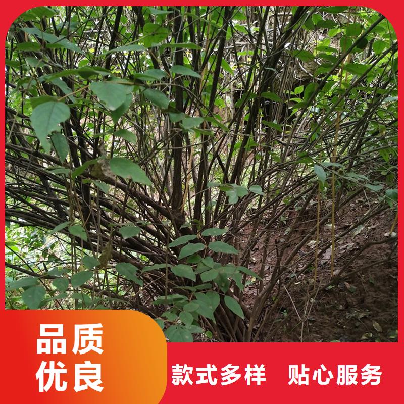 杈杷果樱桃苗免费获取报价