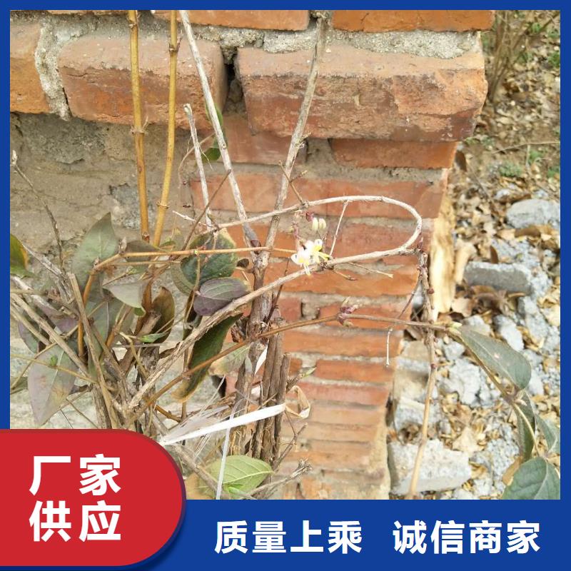 梨树苗-视频-梨树苗-四川省巴中市此地制造商-南江|巴州|广安|乐山|南充|眉山|泸州