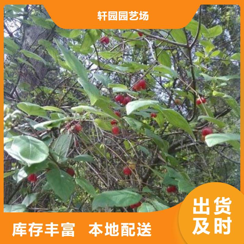 轩园梨树苗【杈杷果】 樱桃苗使用方法qy55.com