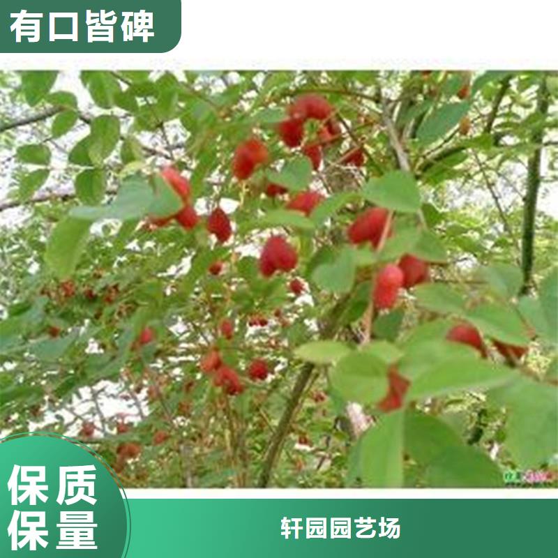 杈杷果石榴树您想要的我们都有