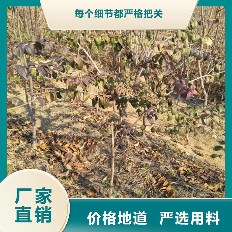 【杈杷果】-苹果苗海量货源由轩园为您