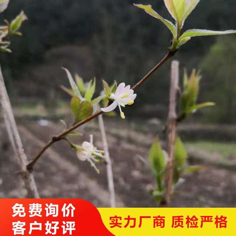 杈杷果石榴树您想要的我们都有